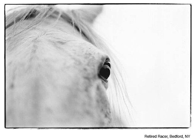 Retired Racer, Bedford, NY